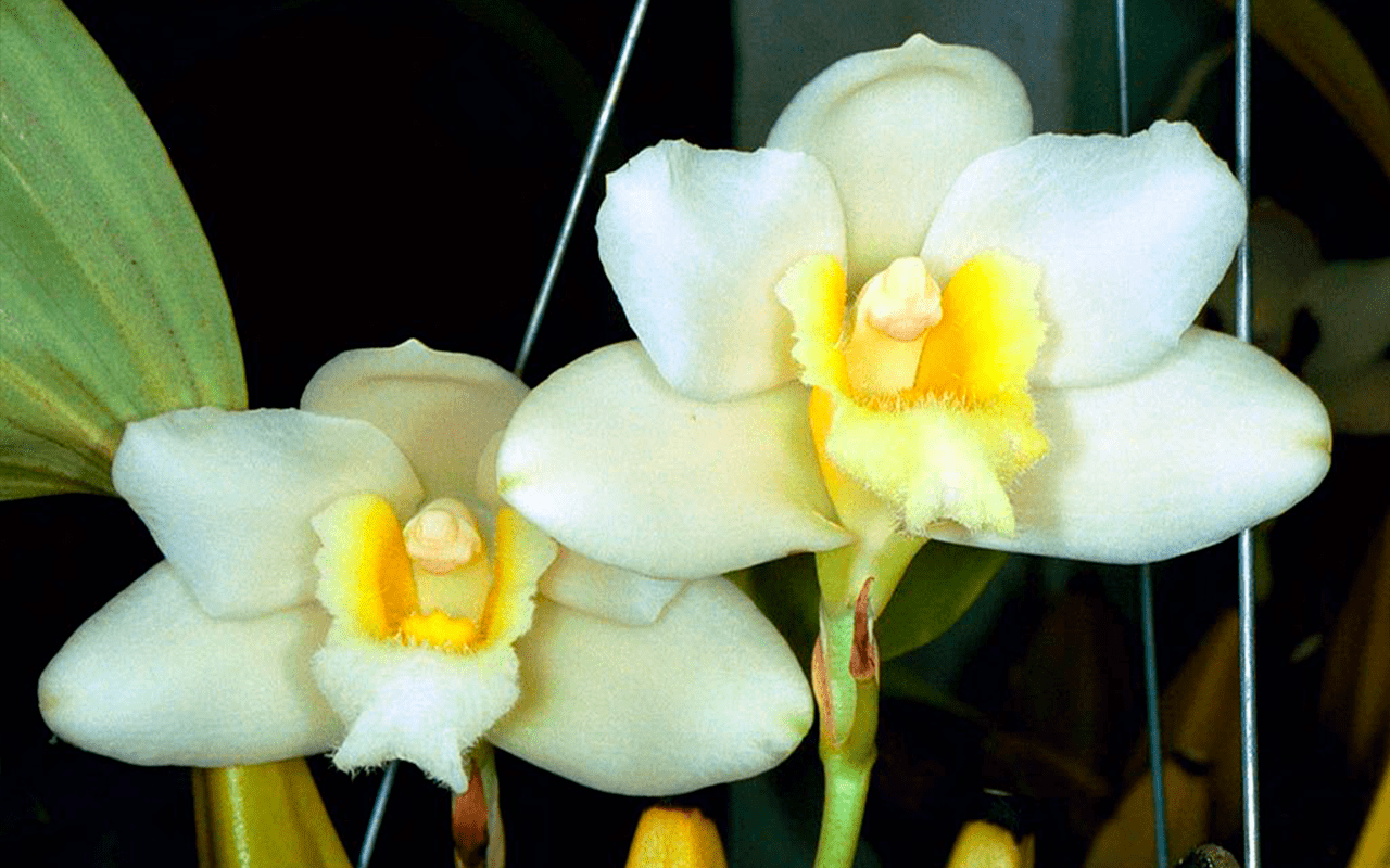 bifrenaria-harrisoniae-alba-02-1-1