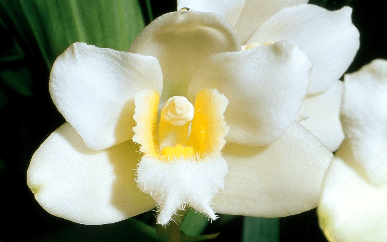 bifrenaria-harrisoniae-alba-03-1-1