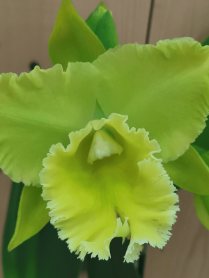Rhyncholaeliocattleya Ports of Paradise