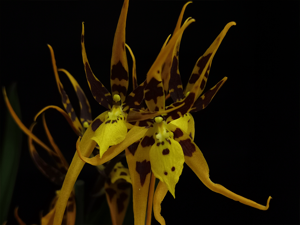 brassia-orange-1-1