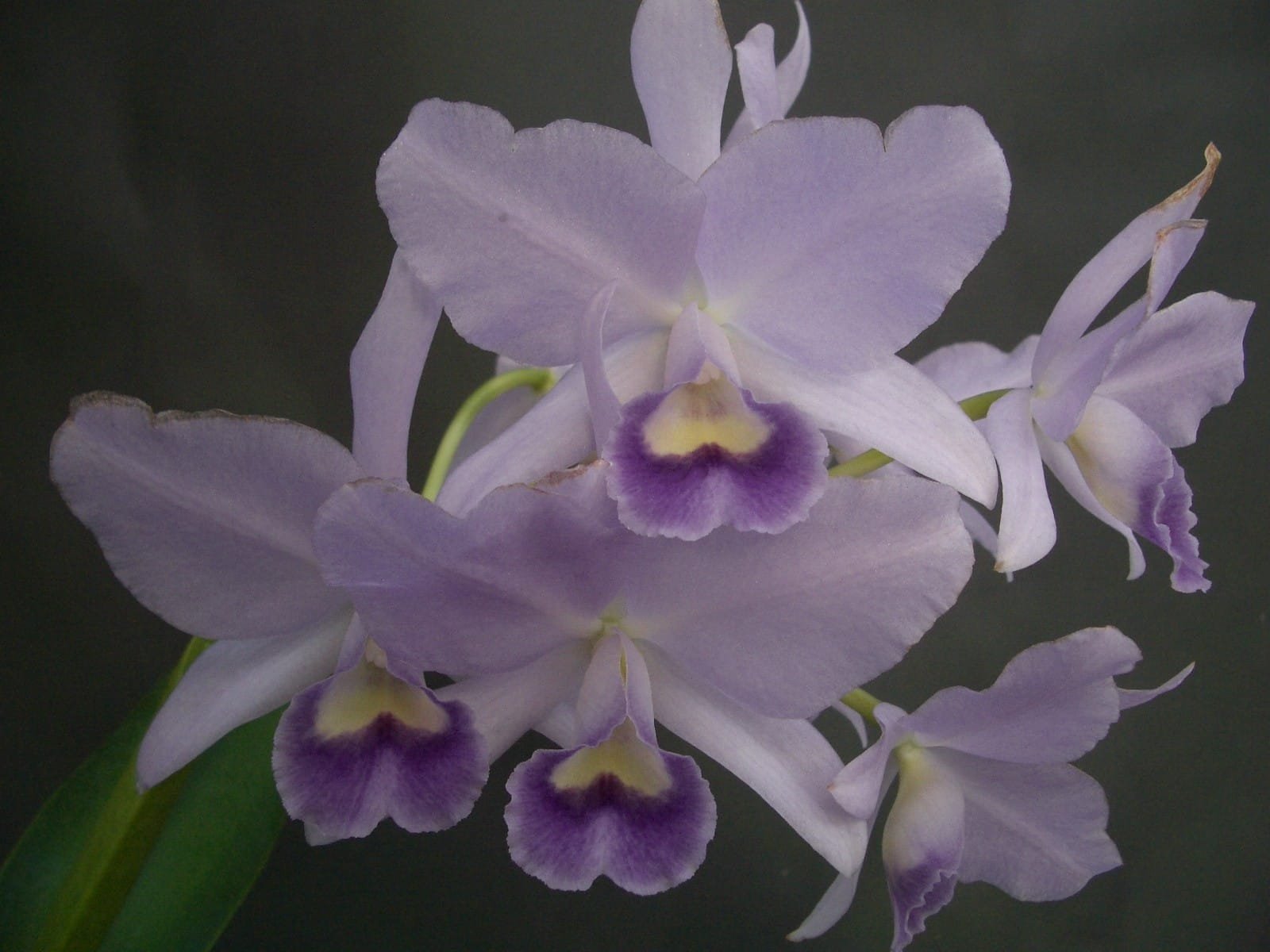 C. Portia coherulea 'Baronesse' x L. pumila 'coherulea' - Image 3