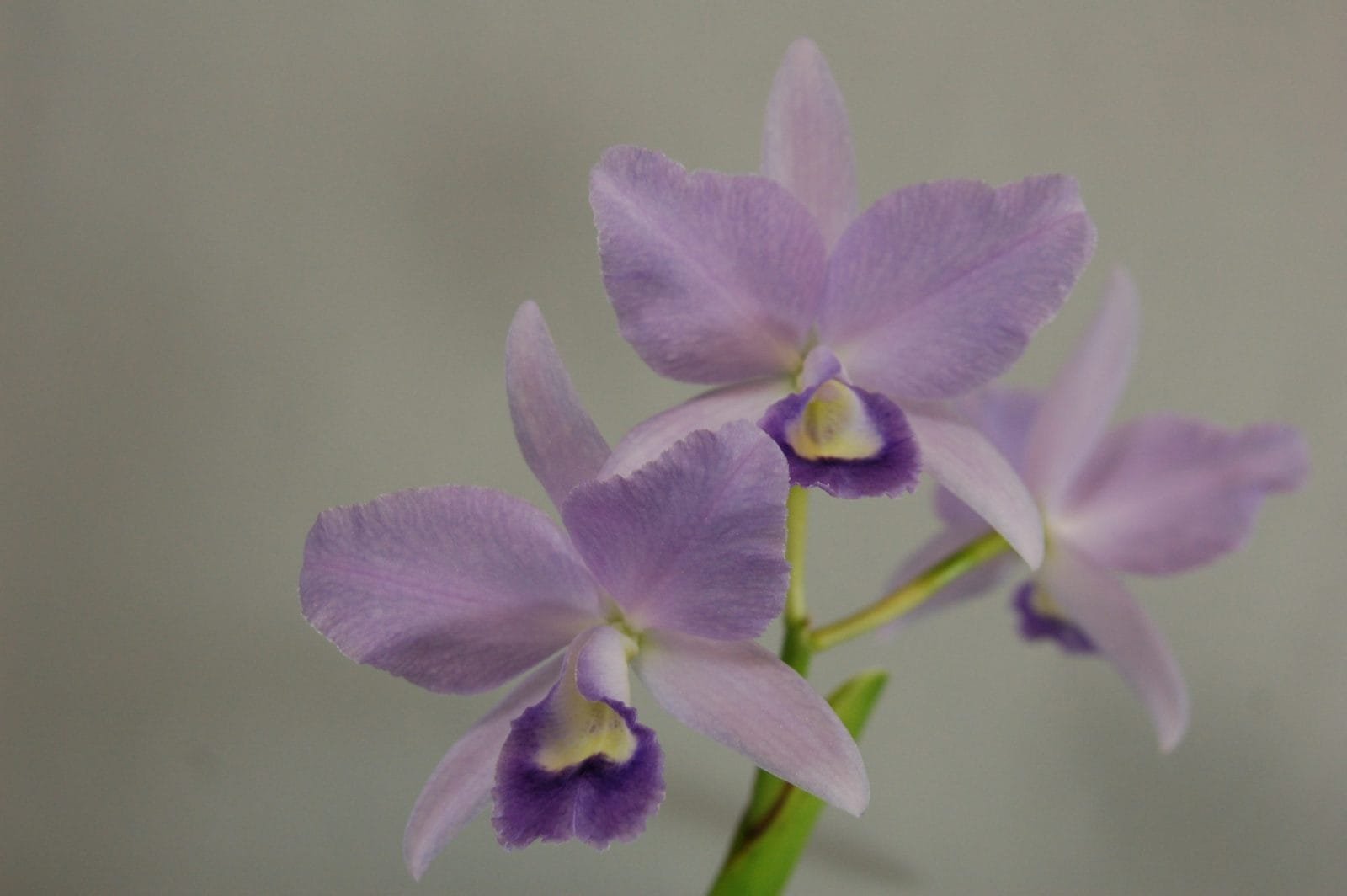 C. Portia coherulea 'Baronesse' x L. pumila 'coherulea'