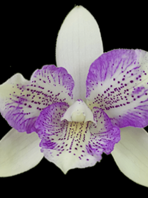CauloCattleya Chantilly Lace