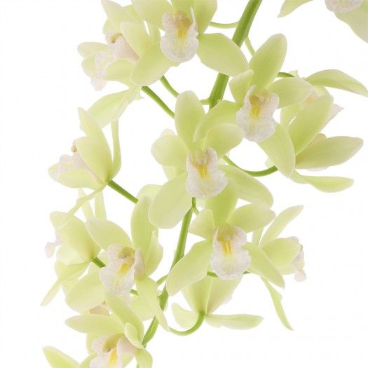 cymbidium jennifer 1