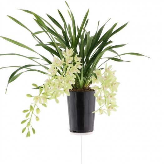 cymbidium jennifer
