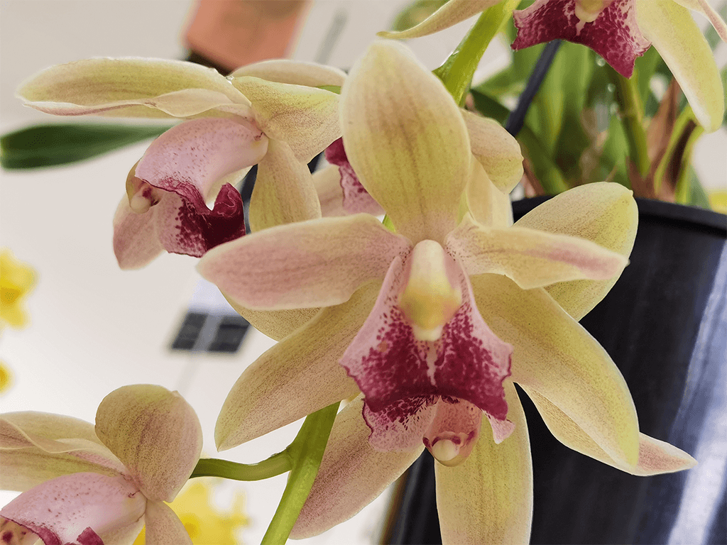 cymbidium-mitali-01-1-1