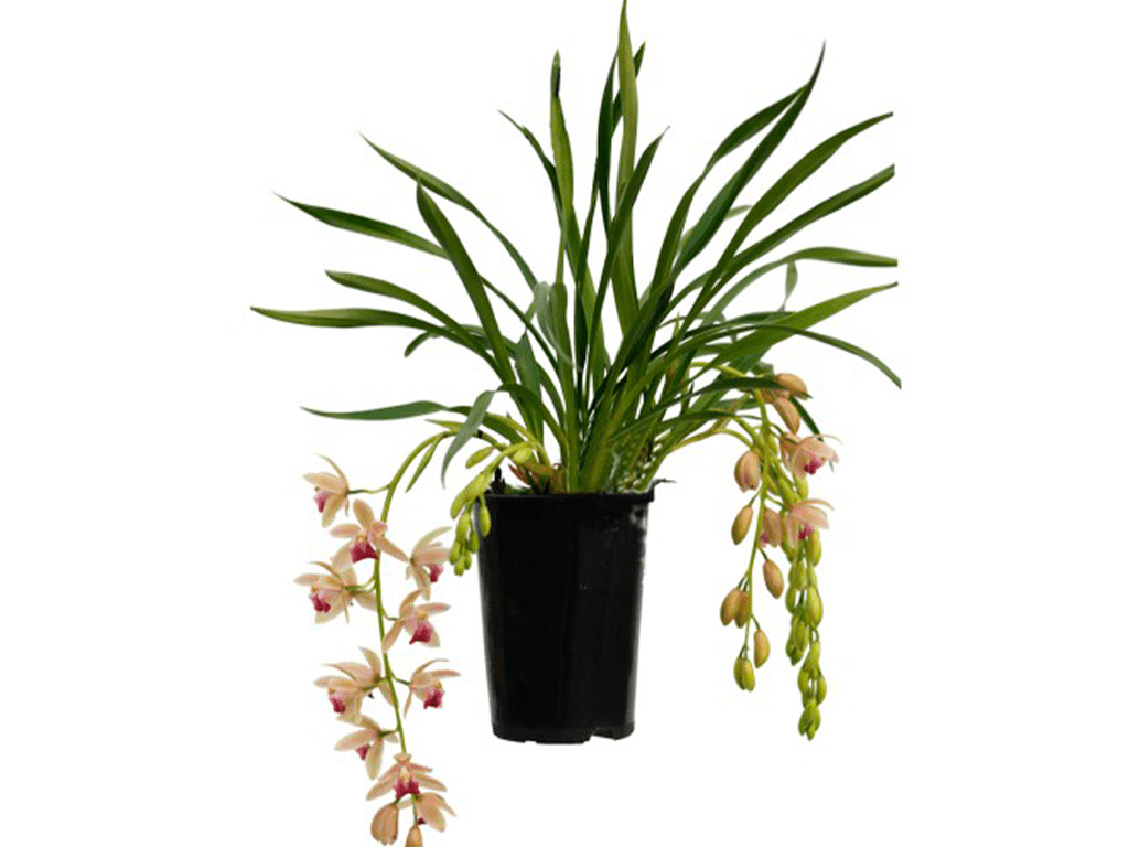 cymbidium-mitali-02-1-1