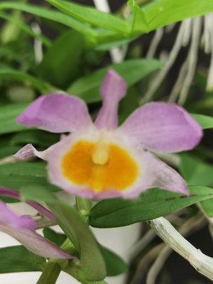 Dendrobium loddigesii