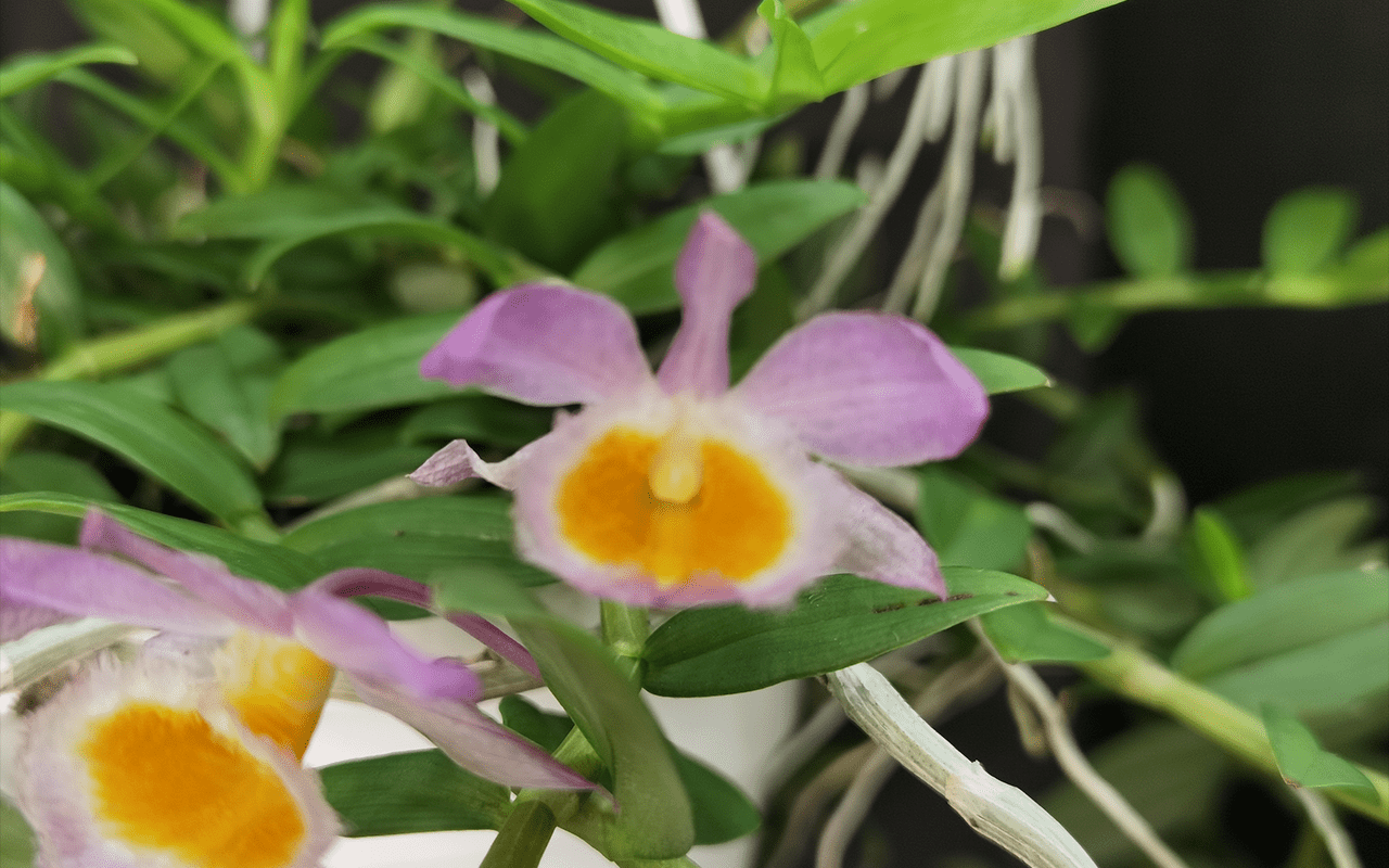 dendrobium-loddigesii-04-1-1