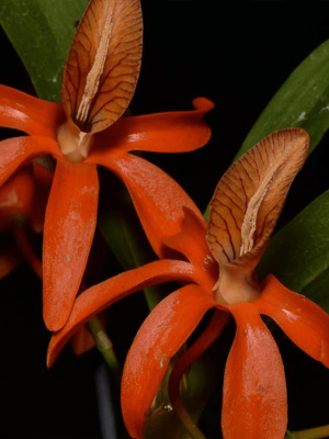 Dendrobium unicum / Panneau de liège