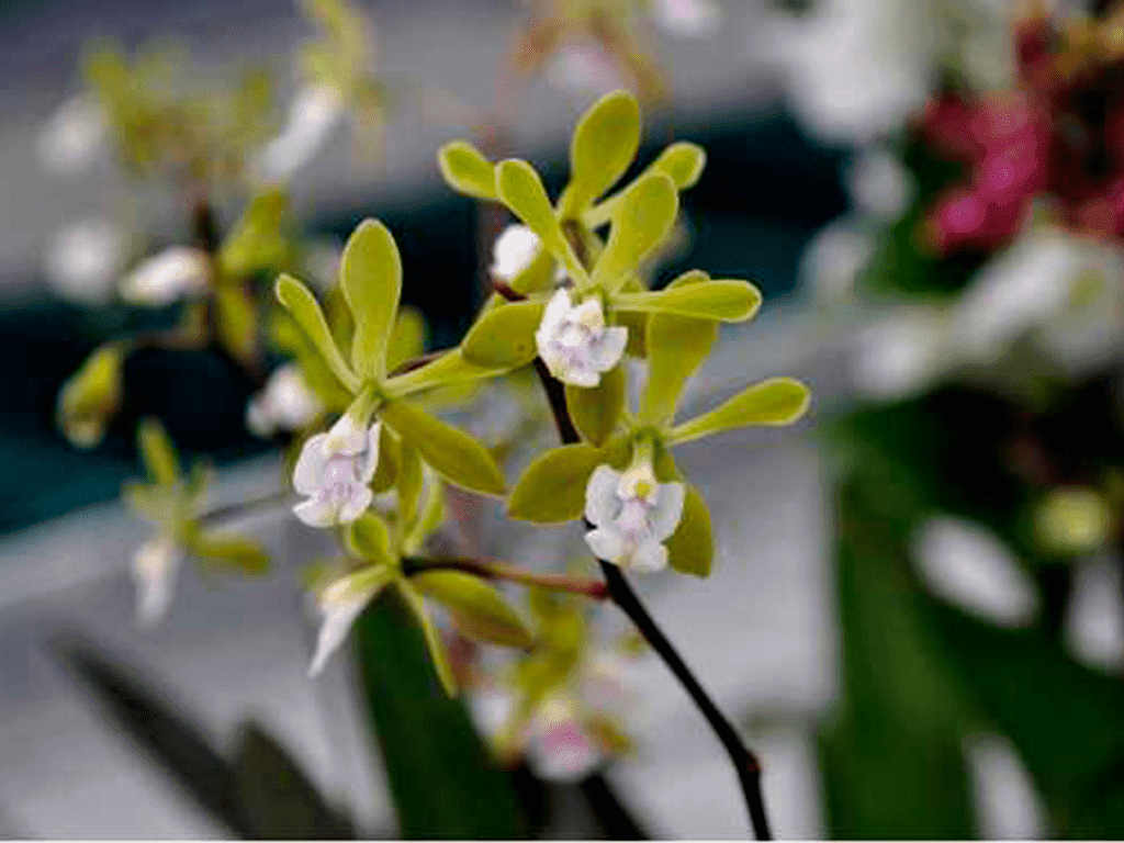 Epidendrum floribundum - Image 4