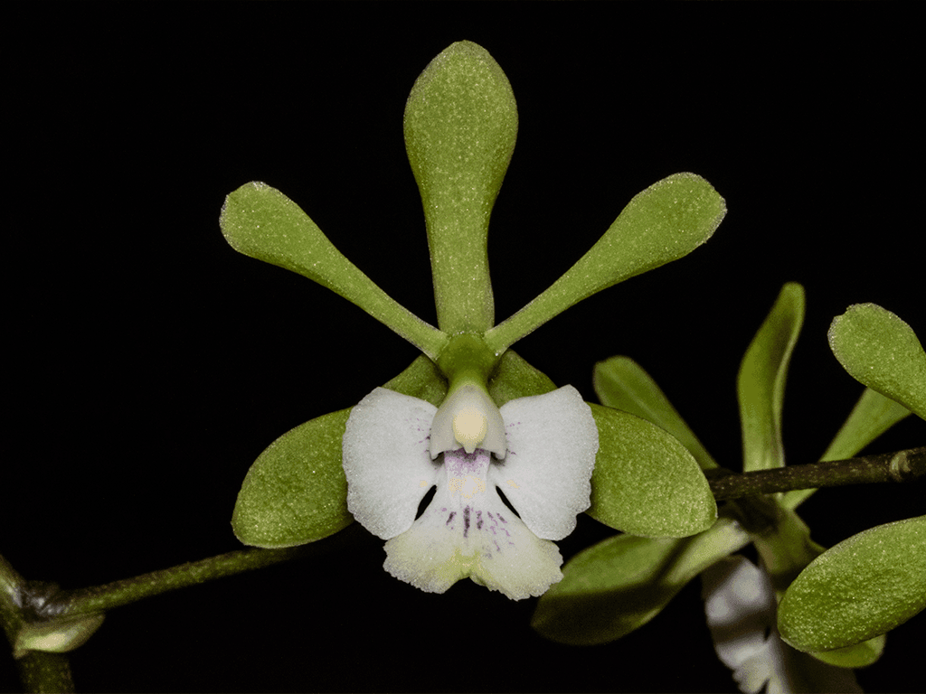 Epidendrum floribundum - Image 2