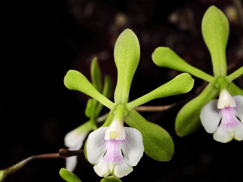 Epidendrum floribundum