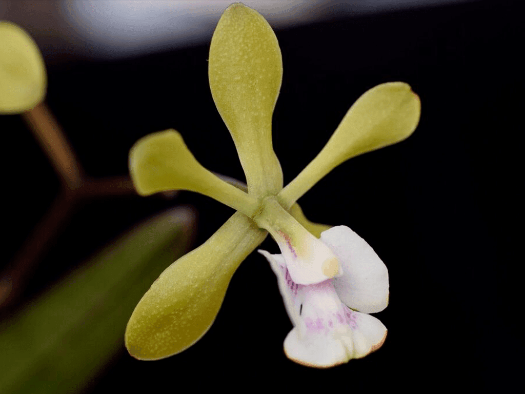 Epidendrum floribundum - Image 3