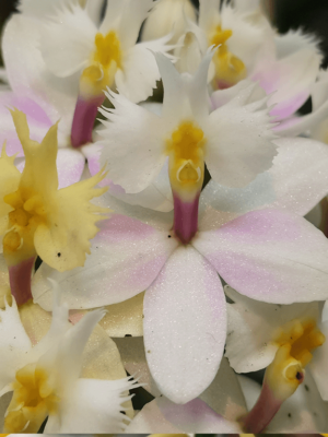 Epidendrum Pink Pearl