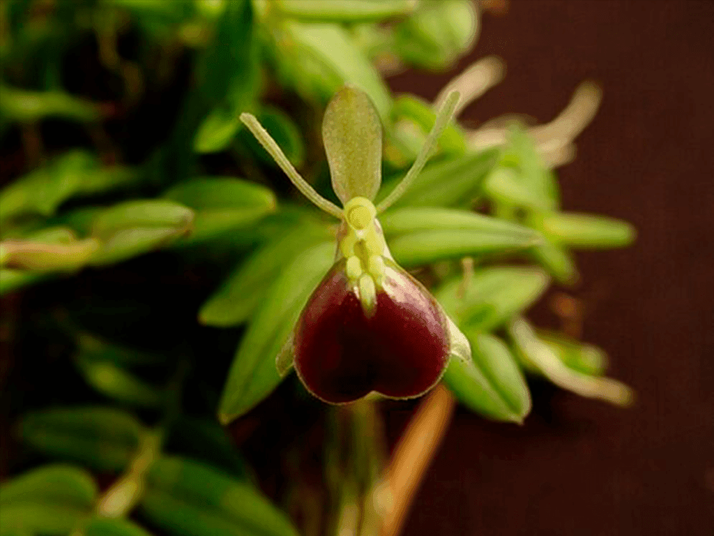 Epidendrum peperomia