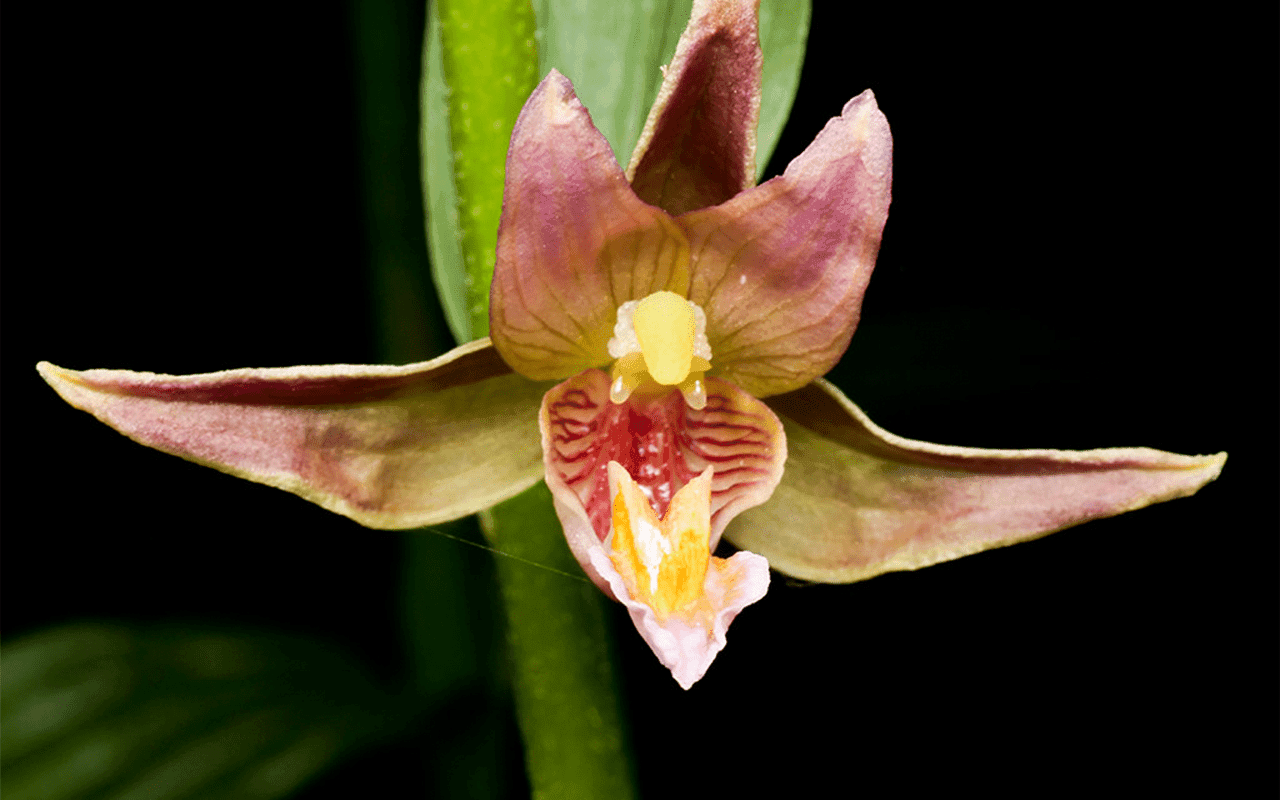 Epipactis hybrid