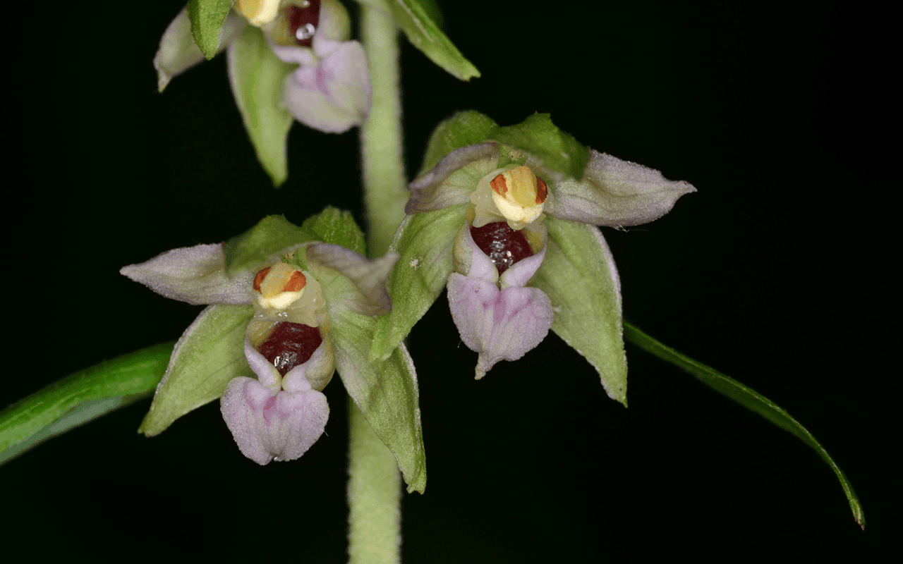 Epipactis hybrid - Image 2