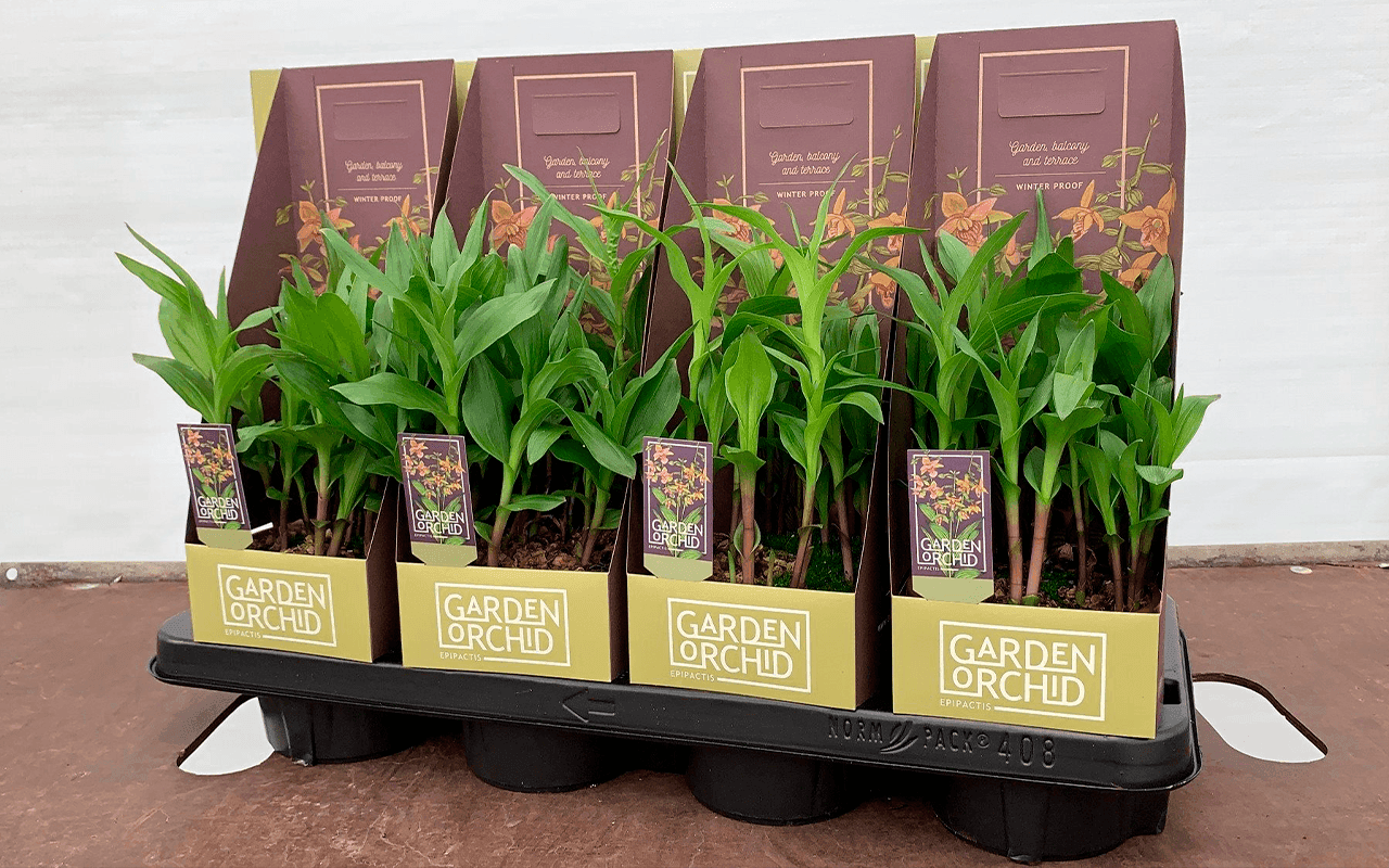 Epipactis hybrid - Image 3