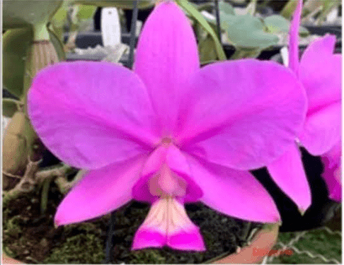 Catleya nobilior ( Tapurai x Dinamite)