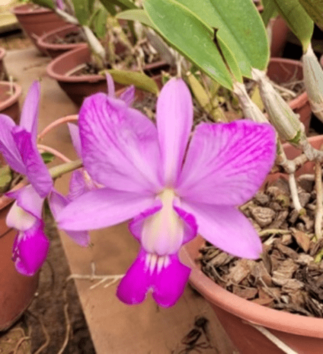 Cattleya walkeriana flamea dona Terezinha x self - Tropical