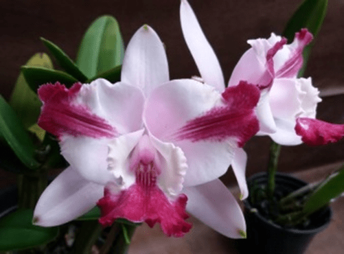 C. intermedia vinicolor (marginata x flamea) Seleção