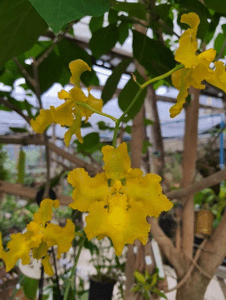 Oncidium crispum grandiflorum alba