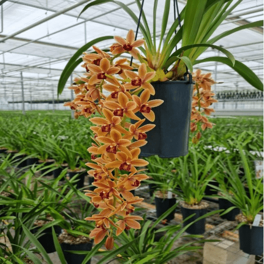 Cymbidium Amiya - Image 2