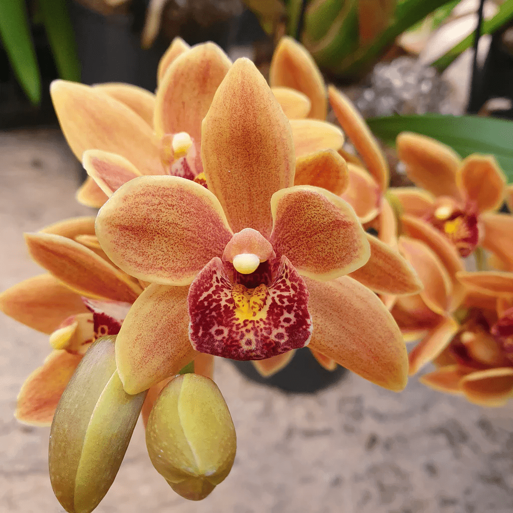 Cymbidium Amiya