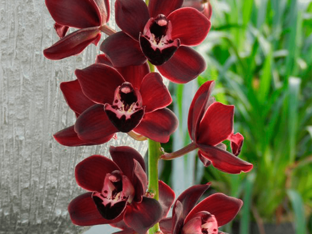 kiwi-midnight-01-1-1