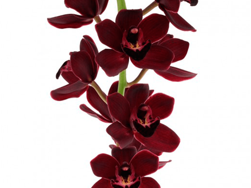 kiwi-midnight-02-1-1