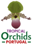 Tropical Orchids Portugal