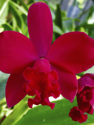Cattleya Love Castle 'Kurenai'
