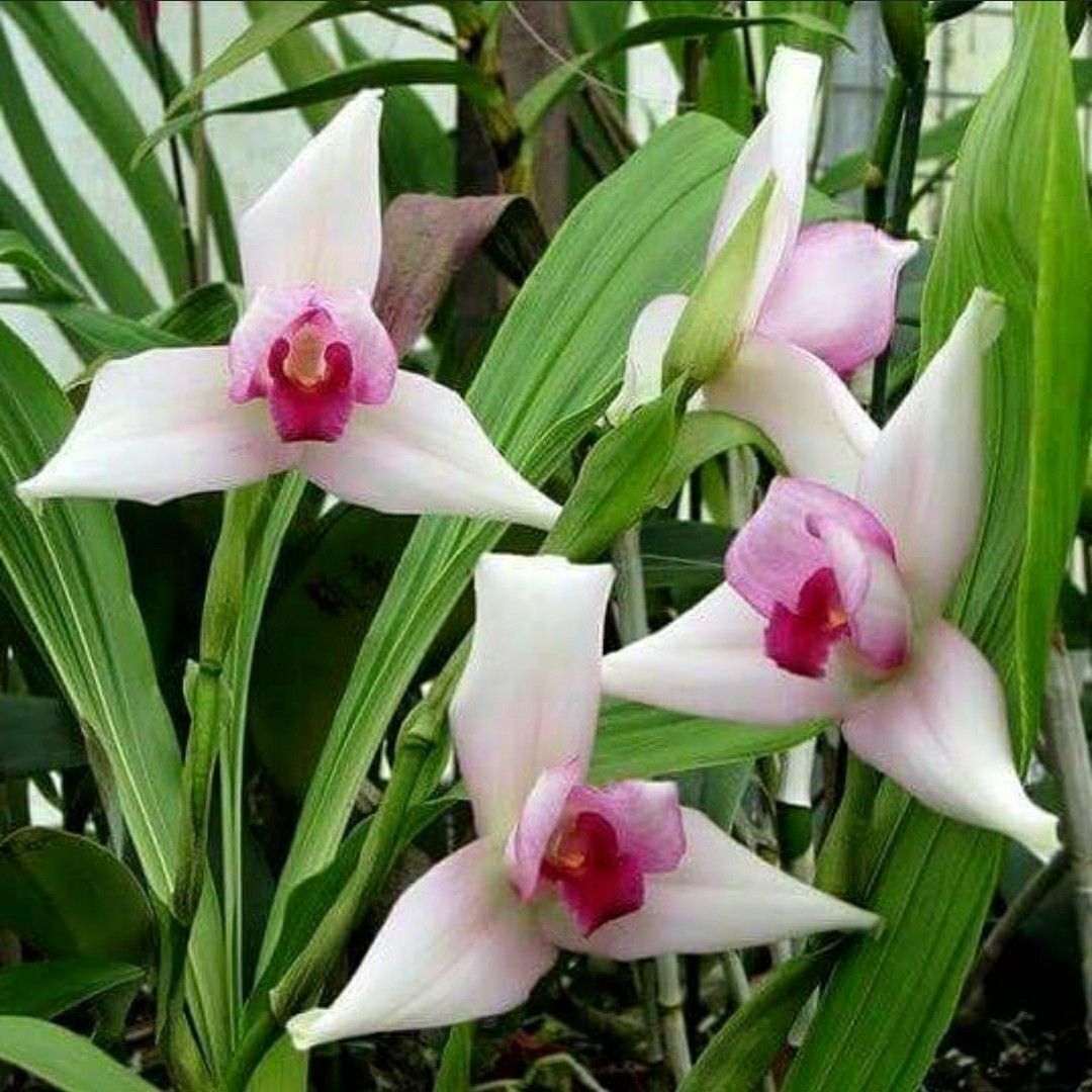 lycaste-skinneri-1-1