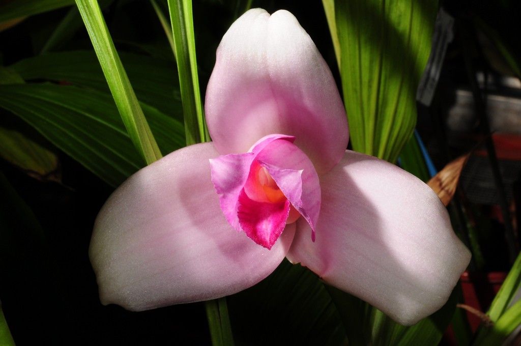 lycaste-skinneri-3-1-1