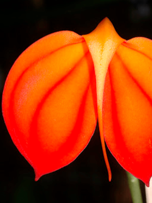 Masdevallia ignea
