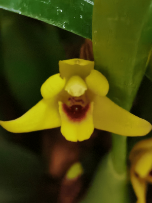 Maxillaria variabilis amarelo