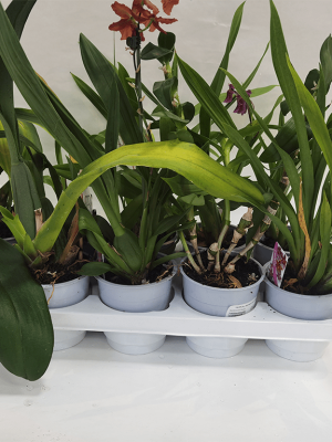 Pack Orquídeas 10 unidades