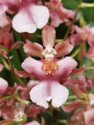 Oncidium Rosy Sunset