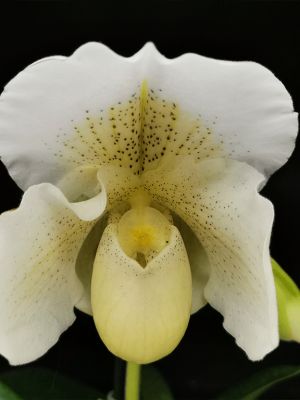 Paphiopedilum White Lady