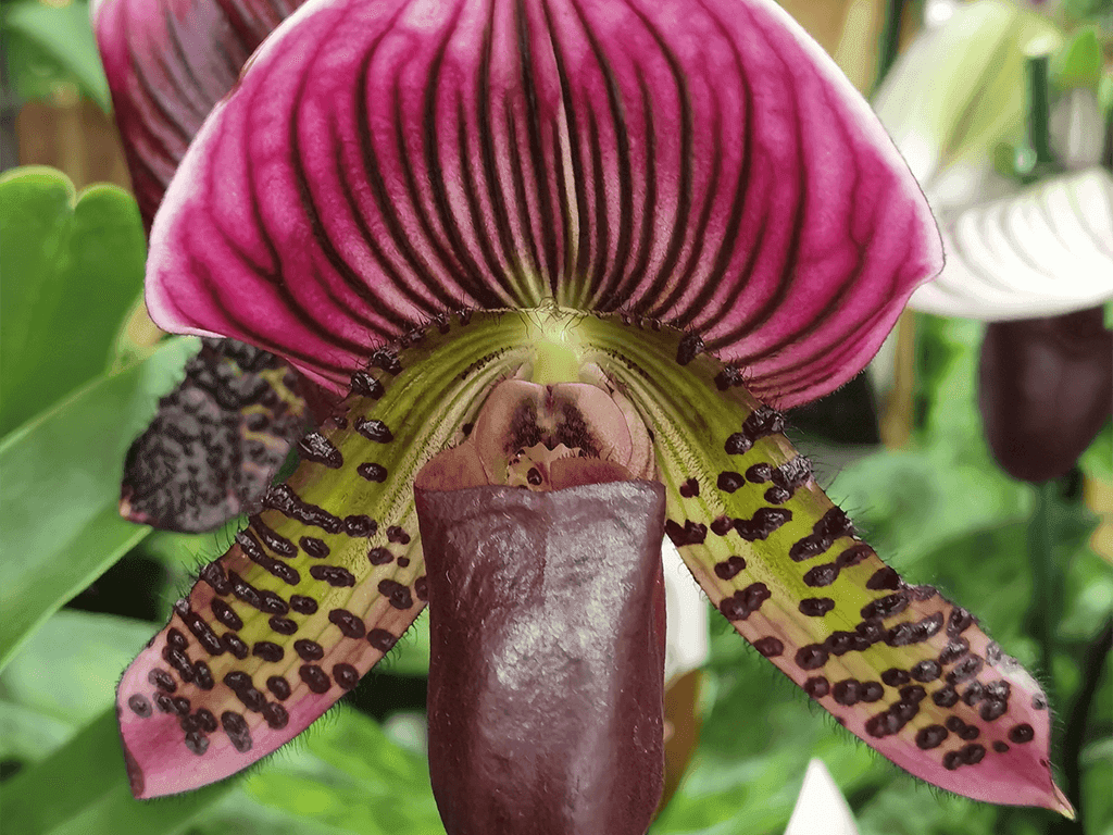 Paphiopedilum Especial Mix #02