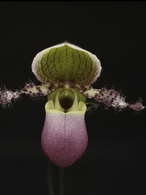 Paphiopedilum Pinocchio