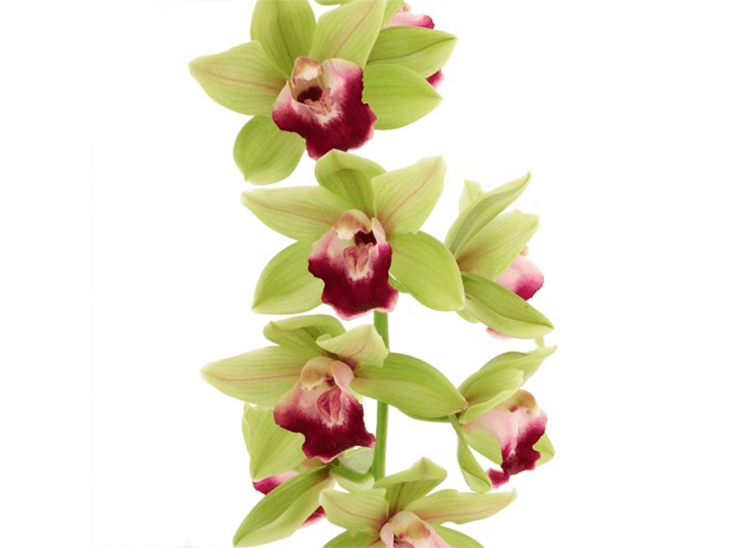 Cymbidium Procyon