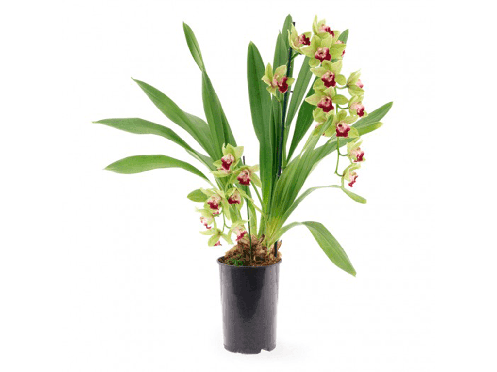 Cymbidium Procyon - Image 2