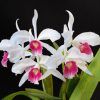 Laelia purpurata var. carnea