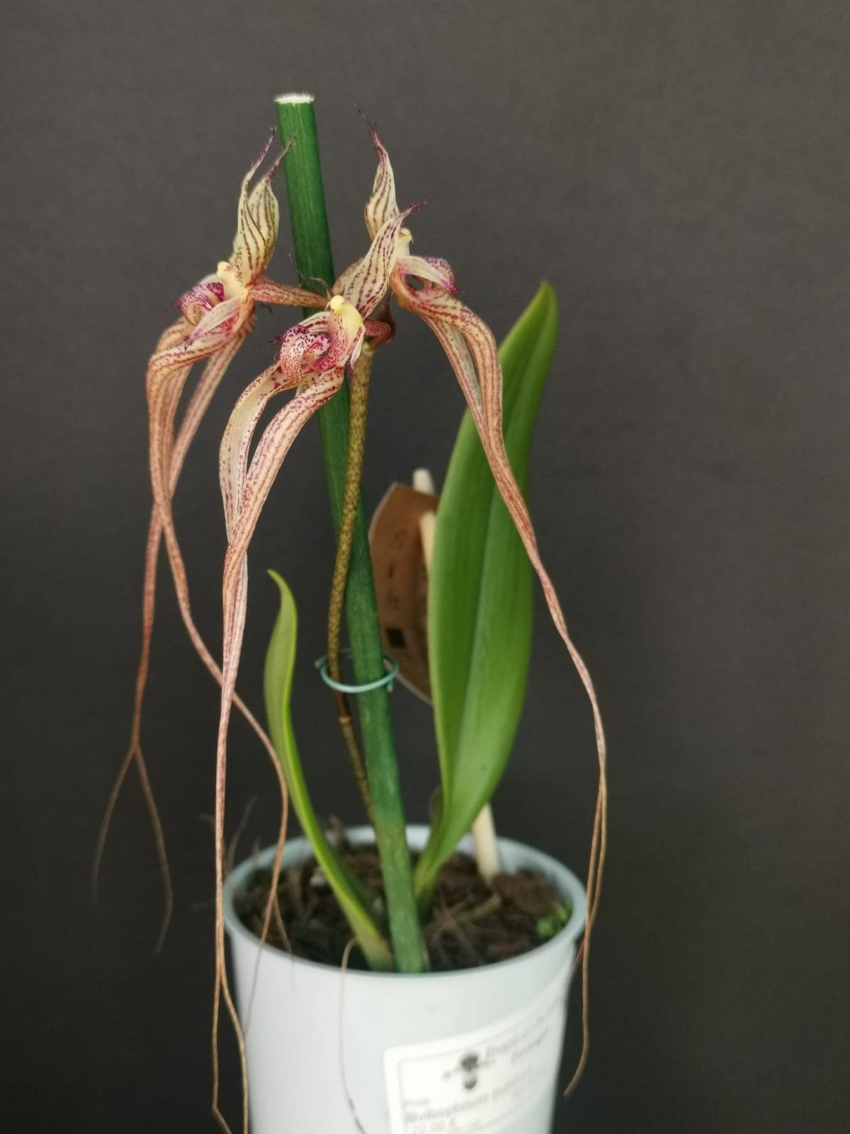 Bulbophyllum putidum - Image 2