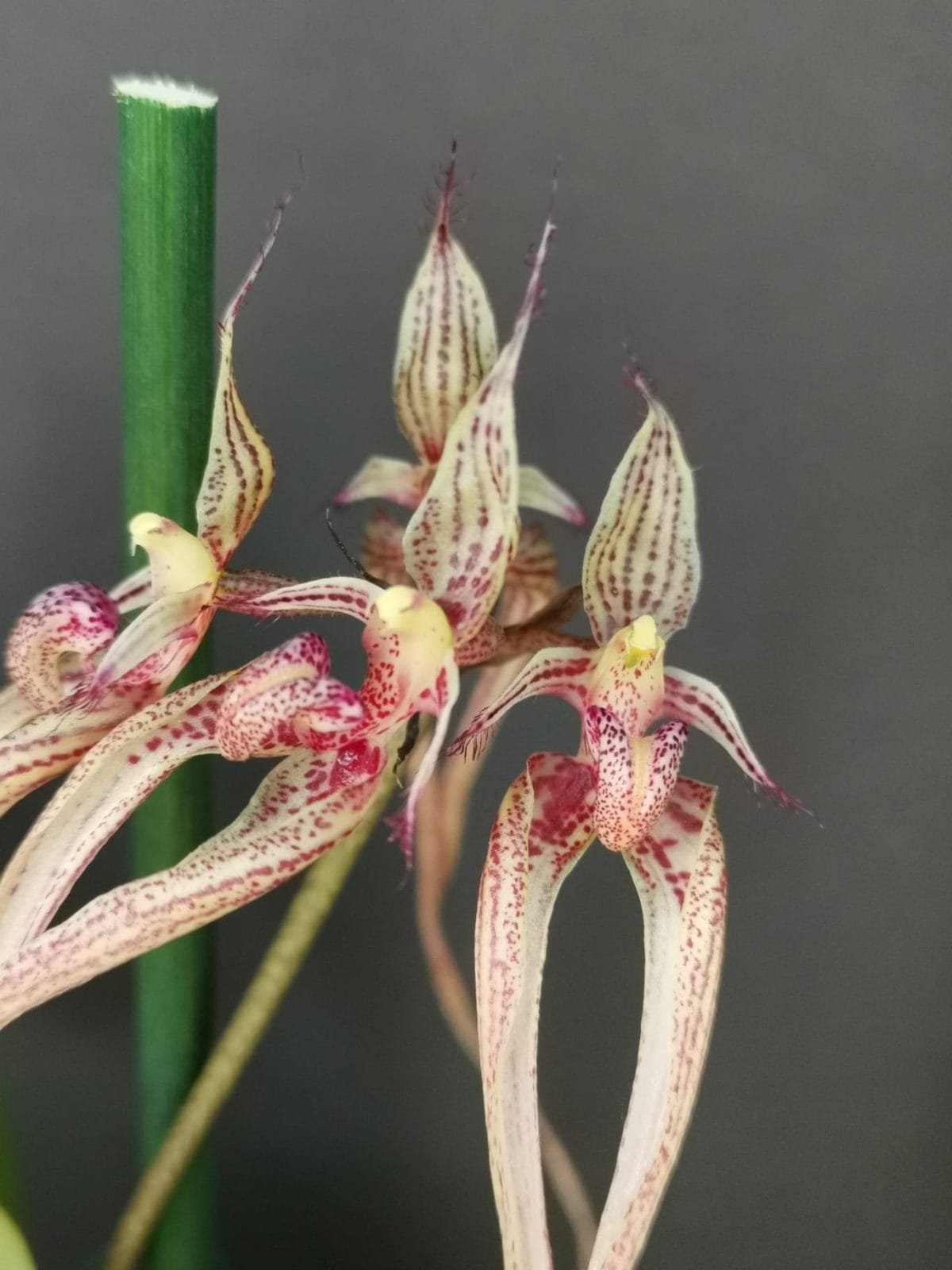 Bulbophyllum putidum - Image 3