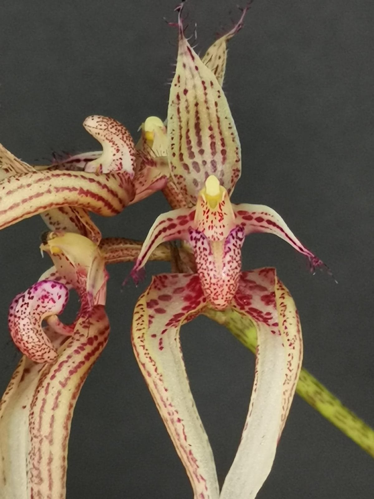 Bulbophyllum putidum
