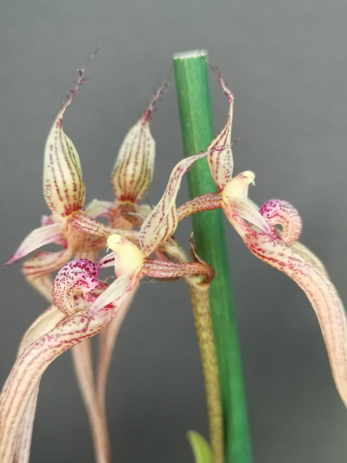 Bulbophyllum putidum - Image 4