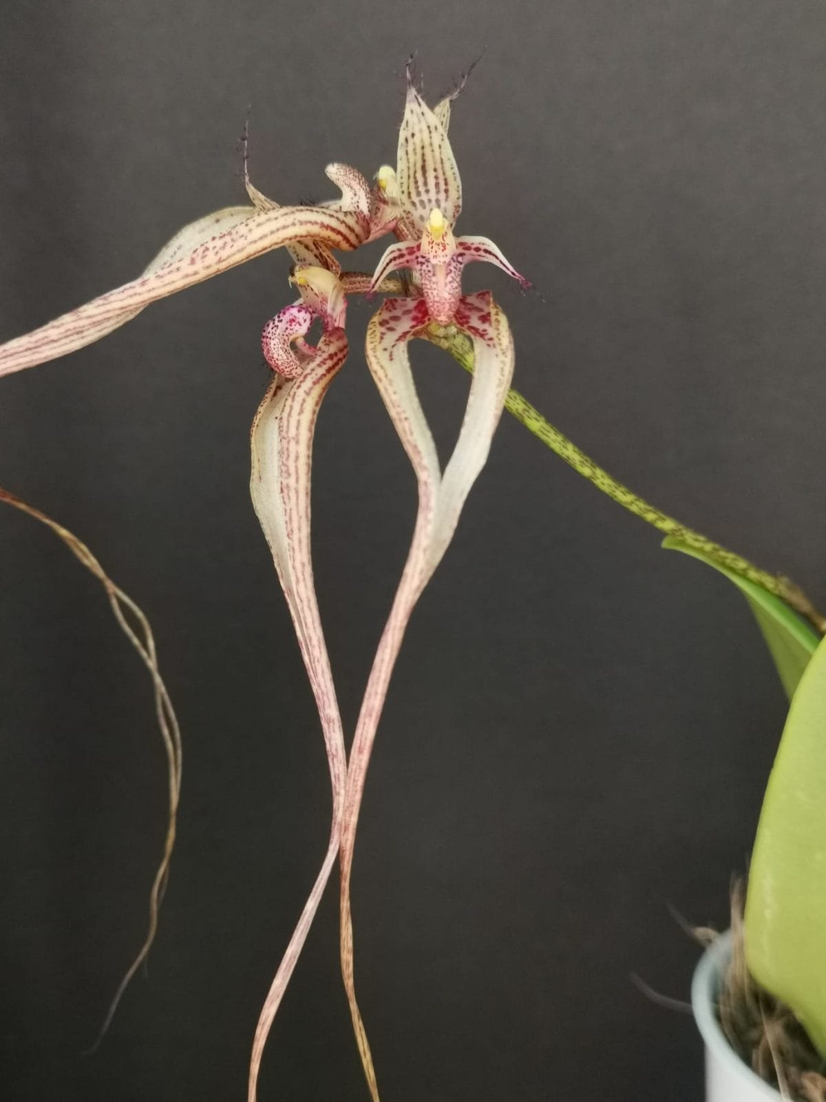 Bulbophyllum putidum - Image 5